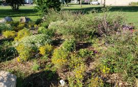 Butterfly Garden